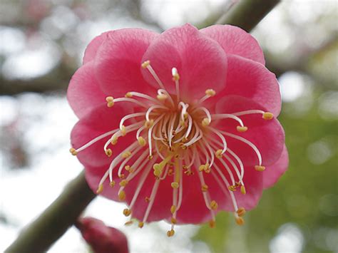 紅梅花樹|傳統園藝植物 梅花 